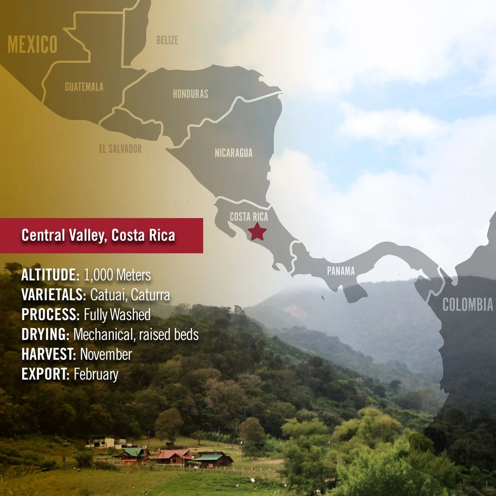 Barrie House Costa Rican La Alianza Tierra Madre Single Origin Fair Trade Organic Coffee 7 Barrie House Costa Rican La Alianza Tierra Madre Single Origin Fair Trade Organic Coffee - Image 5